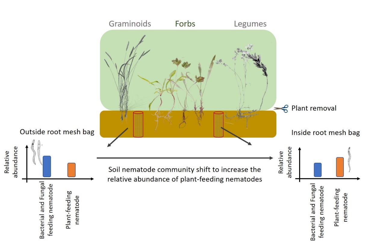 Remaining Roots Have Legacy Effect on Soil Nematode Community Structure