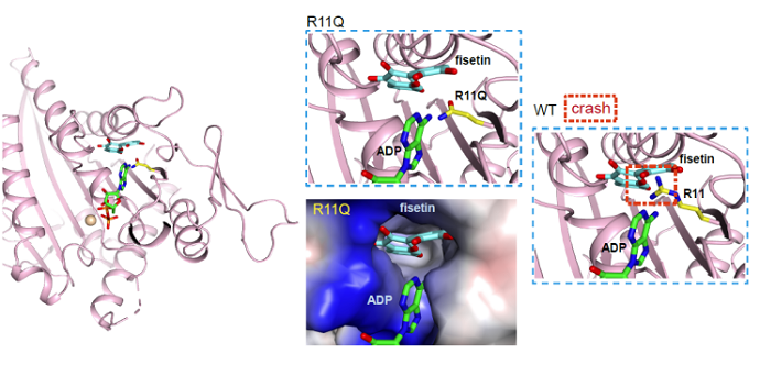 Fisetin Rescues Pathogenic Mutation of Kinesin