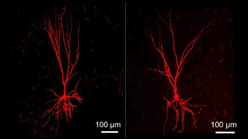 Neuronal Abnormalities in Autism-associated Canine Model Carry <em>Shank3</em> Mutations