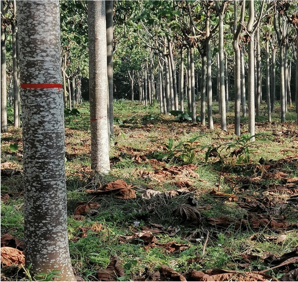Balsa Tree Is Suitable for Planting in Xishuangbanna