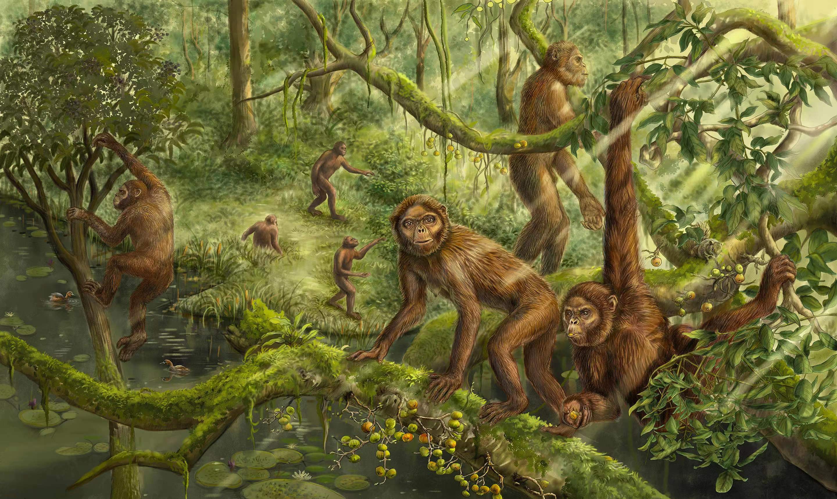 Inner Ear of Miocene Fossil Ape Gives Clues to Evolution of Bipedalism
