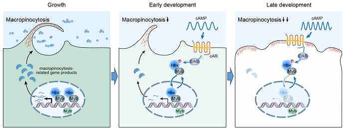 Researchers Find How Cells Modulate Macropinocytic Activity
