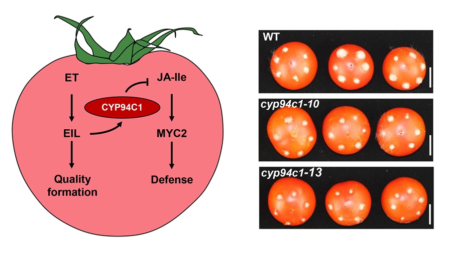 Scientists Discover Why Ripe Fruit Is More Susceptible to Necrotrophic Pathogens than Unripe Fruit