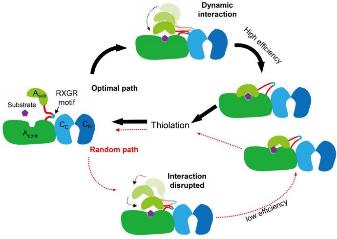 Researchers Reveal Novel Catalytic Mechanism of Nonribosomal Peptide Synthetases