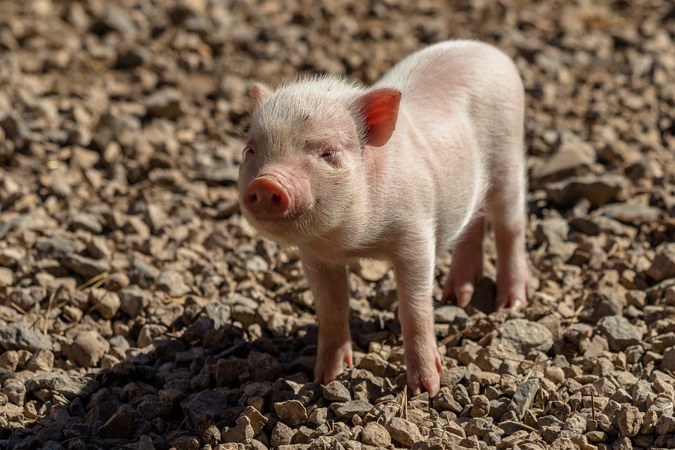 Scientists Decode Muscle Loss in Piglets