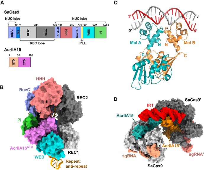 Researchers Reveal Dual-function Mechanism of AcrIIA15