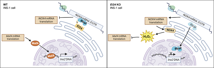 Scientists Identify First Negative Regulator of NOX4 Translation