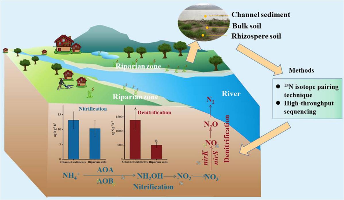 Study Reveals Multidimensional Spatial Patterns of Nitrogen-cycling Microorganisms