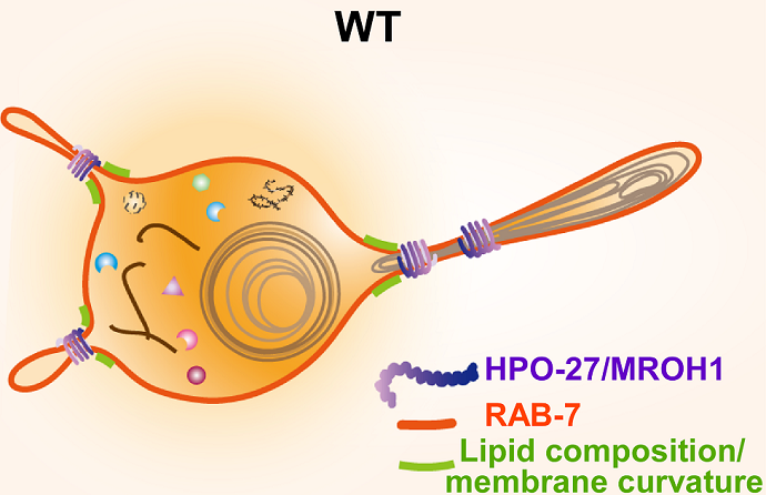 Scientists Identify Novel Lysosome Fission Factor