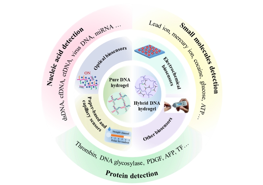 Programmable DNA Hydrogels Hold Great Potential, but Face Challenges before Expanding Applications