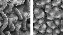 Scientists Uncover Functional Role of Lipid Metabolism in Cold Tolerance at Rice Booting Stage
