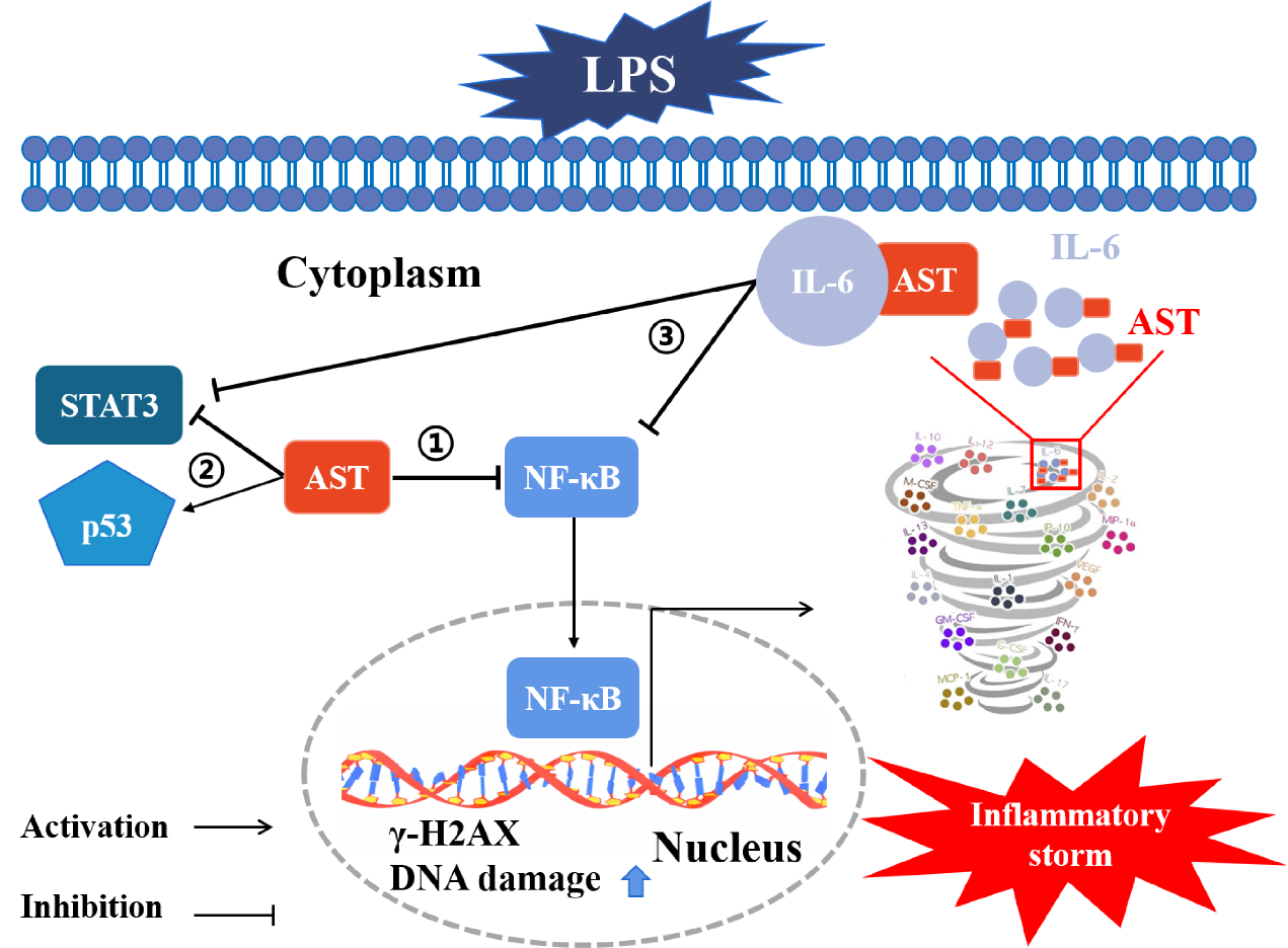 New Study Reveals Anti-inflammatory Potential of Astaxanthin against Lipopolysaccharide-induced Inflammation