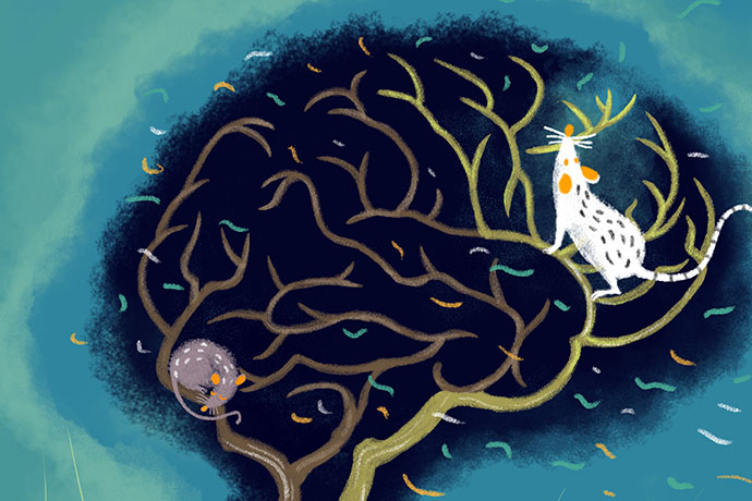 Interspecies Blastocyst Complementation Generates Functional Rat Cell-derived Forebrain Tissues in Mice