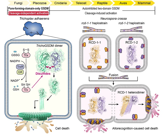 Novel Mechanisms for Cleavage-independent Activation of Gasdermins Revealed