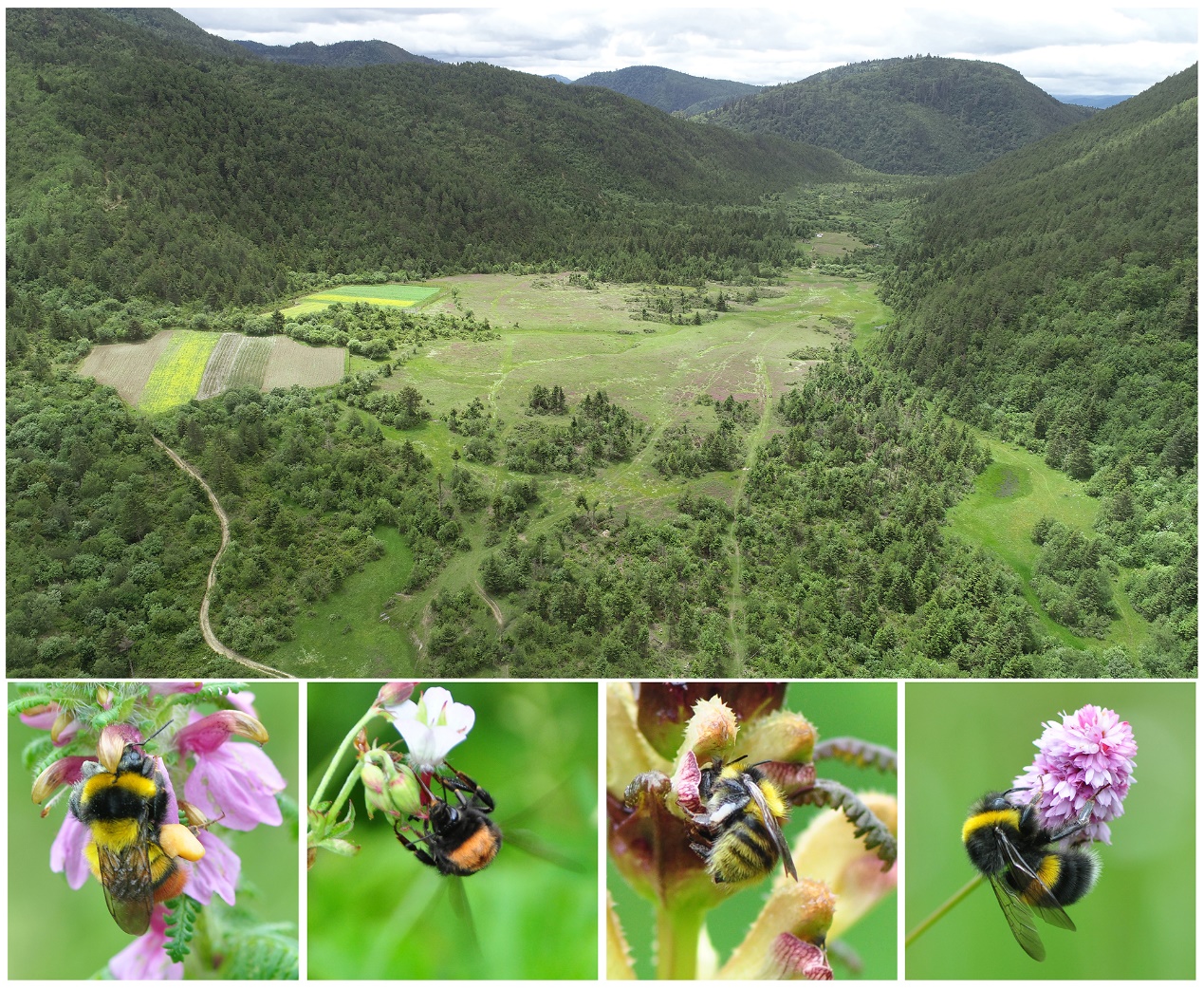 Study Reveals Floral Resource Partitioning among Coexisting Bumblebees at Species, Colony and Individual Levels