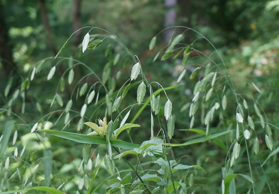 Scientists Map Genetic Code of Wild Oat Species