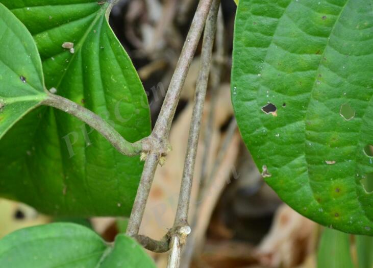 <em>Aspidopterys obcordata</em> Has Potential in Treating Kidney Stones