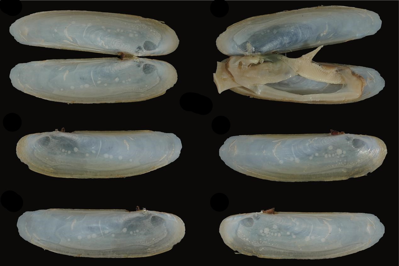 Researchers Discover New Species of Razor Clams in South China Sea