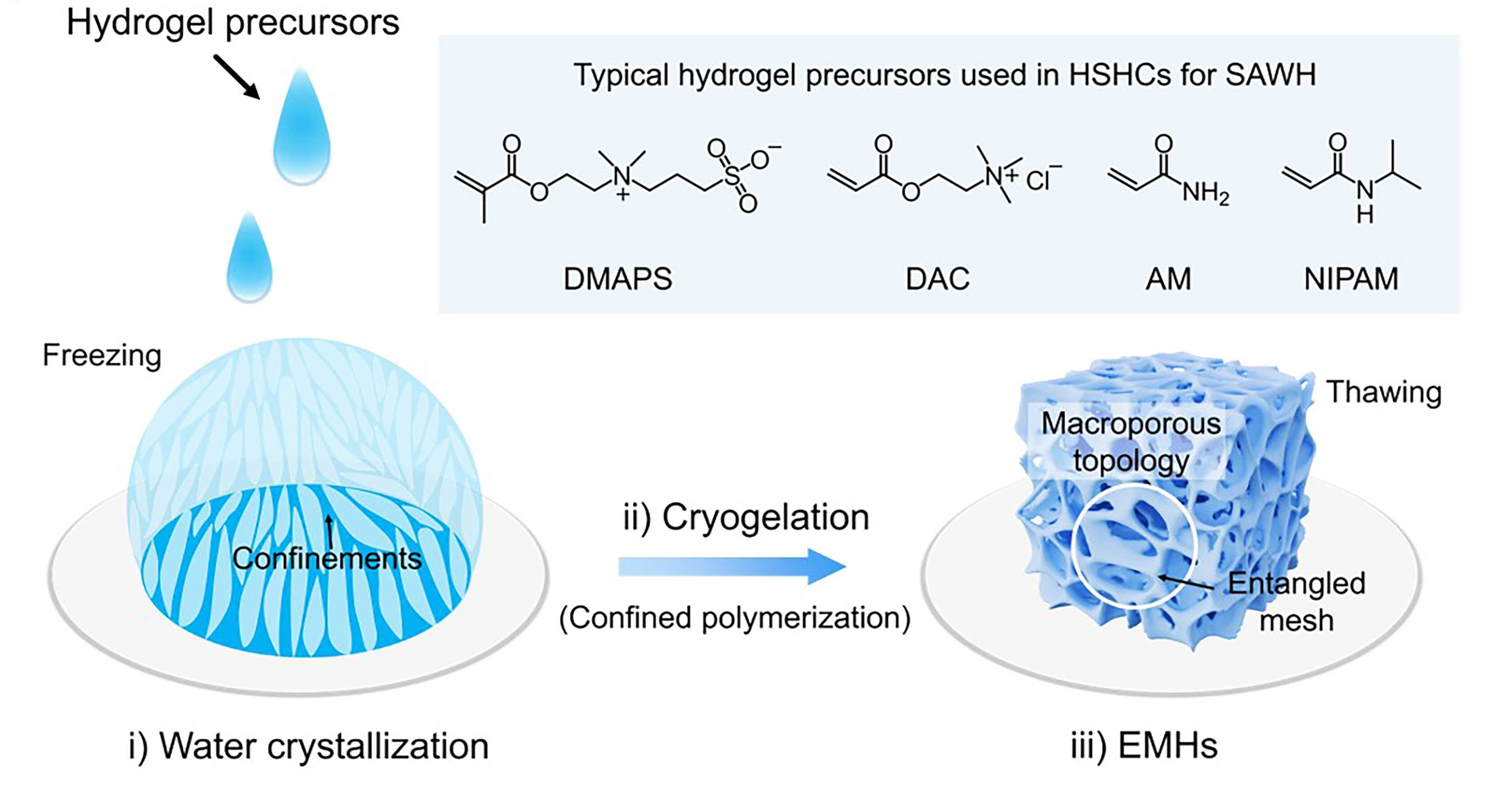 Entangled Mesh Hydrogels Enable Rapid Atmospheric Water Harvesting