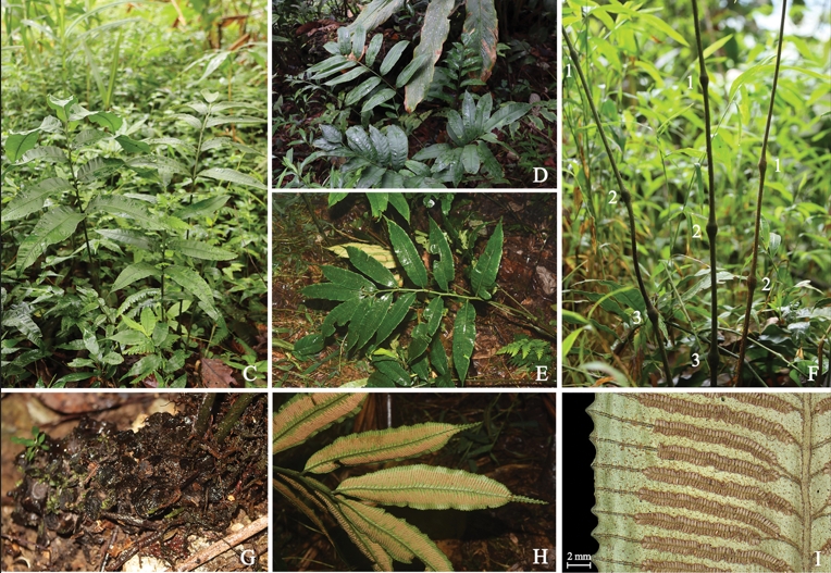 Researchers Report New Fern Species from Yunnan, China