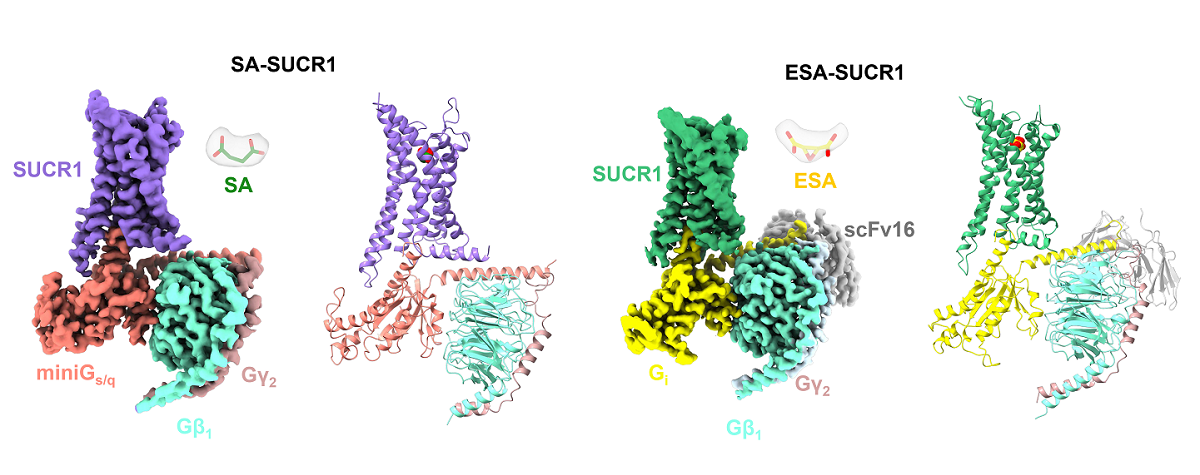 Scientists Reveal Agonist Recognition Mechanism of Succinate Receptor SUCR1