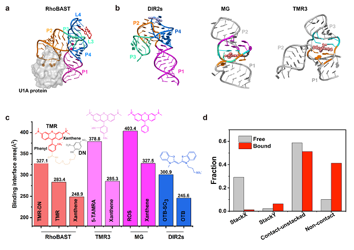 Researchers Reveal How RhoBAST Binds and Activates TMR-DN Fluorophore