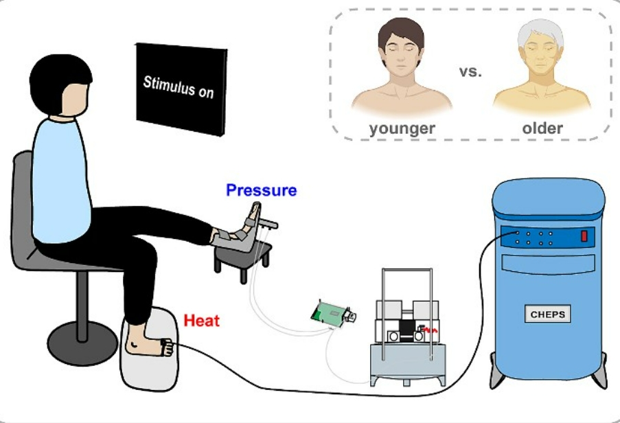 Heat Pain Perception Decreases with Age