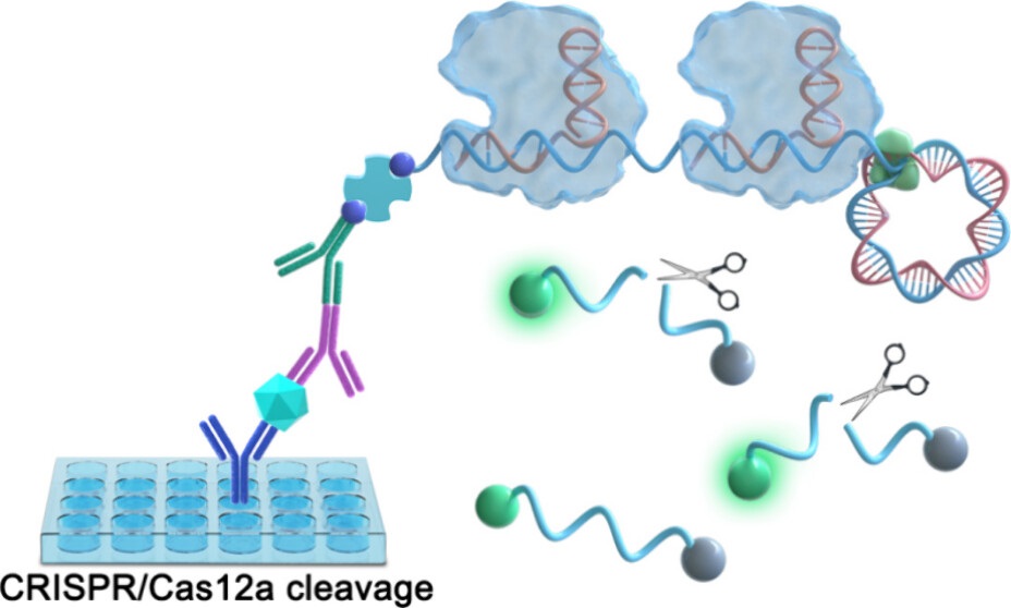 Researchers Develop Ultra-sensitive Method for Detecting SARS-CoV-2 Nucleocapsid Protein