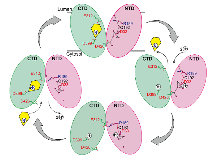 Scientists Elucidate Substrate Recognition and Proton Coupling Mechanism of VMAT2