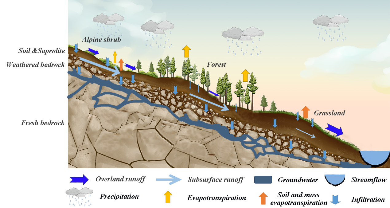 Researchers Reveal How Water Storage in Weathered Bedrock Impacts Evapotranspiration and Stream Runoff