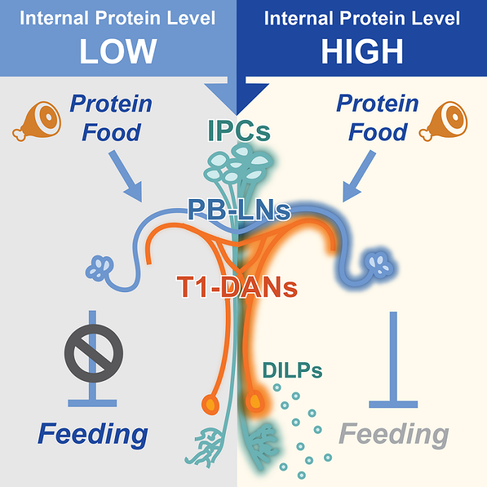 Brain Insulin Signal Encodes Protein Satiety and Suppresses Feeding