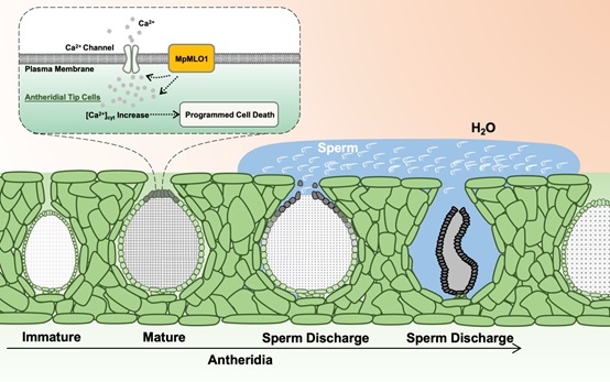 Researchers Unveil Sperm Release Mechanism in Bryophytes