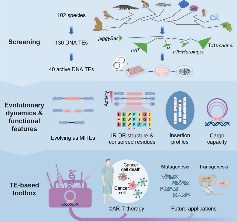Large-scale Study Reveals Functional Diversity of DNA Transposons and Expands Genome Engineering Toolbox