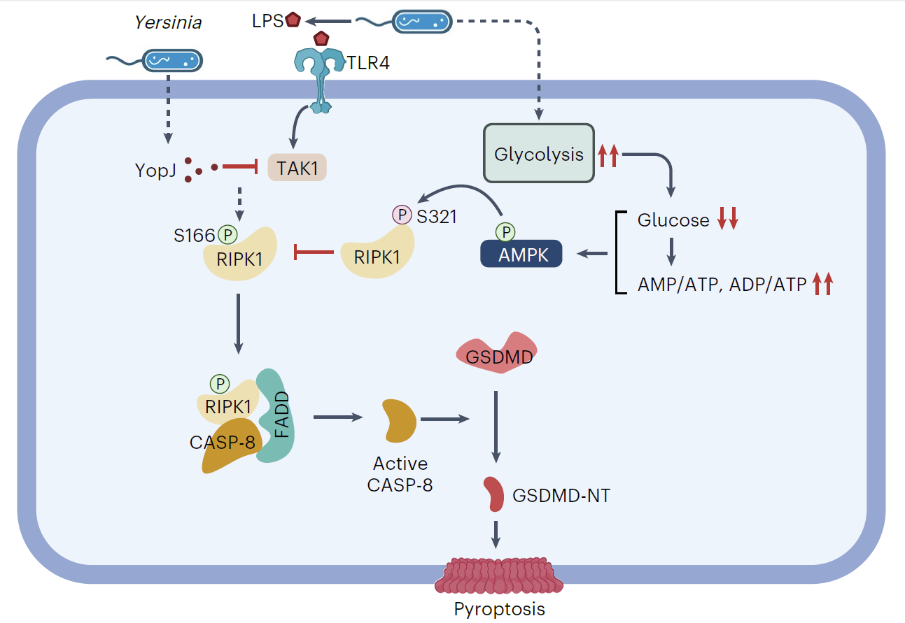 Scientists Reveal Molecular Link Between Glucose Sensing and Pyroptosis
