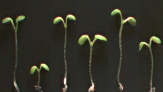 Scientists Discover Non-transcriptional Mechanism of Karrikin Signaling Transduction