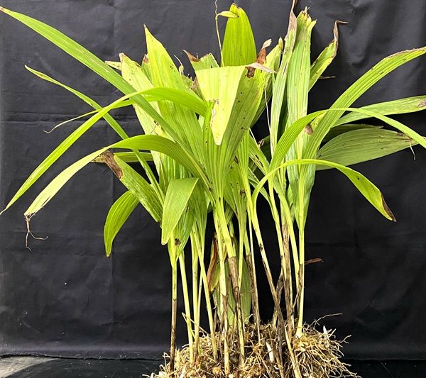 Study Dissects Histochemical Localization and Biosynthesis Molecular Mechanisms of <EM>Bletilla striata</EM> Polysaccharides