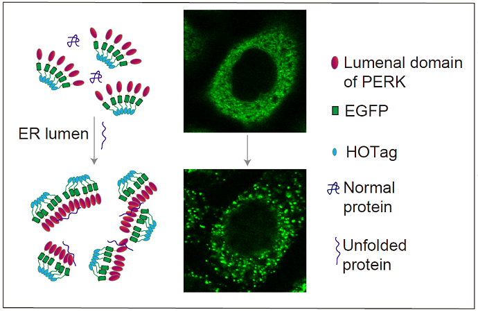 New Fluorescent Reporting System Illuminates Accumulation of Unfolded Proteins in Endoplasmic Reticulum