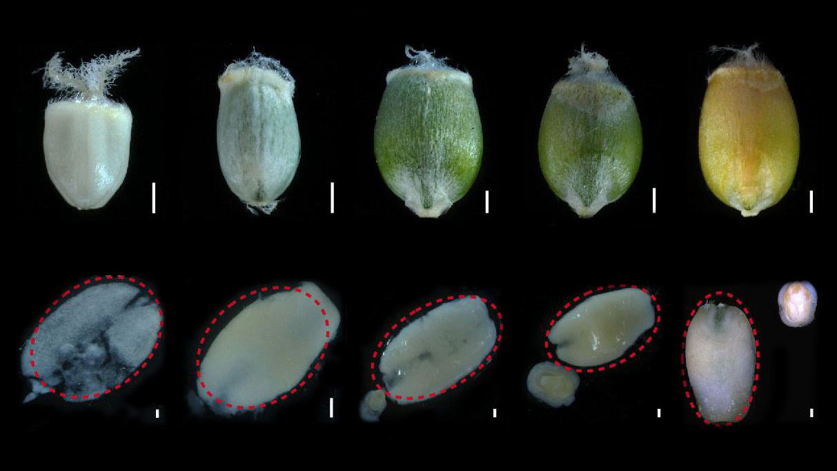 Researchers Decipher Transcriptional Regulatory Network of Wheat Endosperm Development for Breeding Improvements