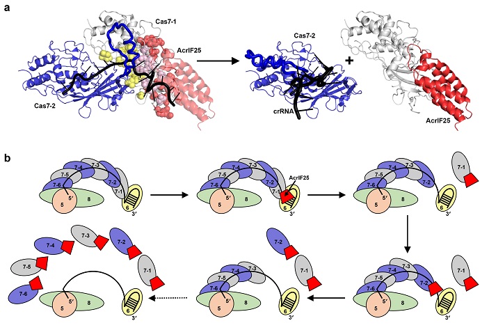 AcrIF25 Inhibits Activity of CRISPR-Cas System