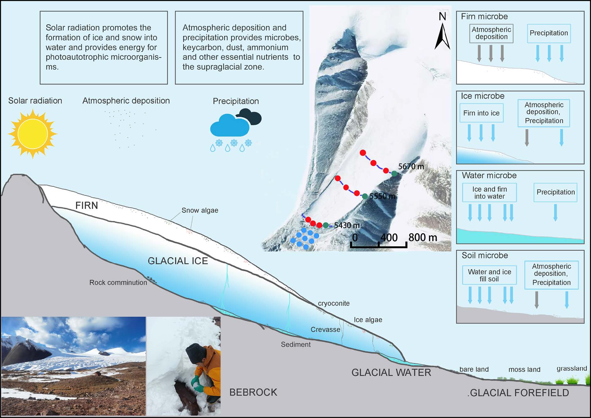 Glacier Freezing and Melting Reshape Diversity and Structure of Glacier Microbial Communities