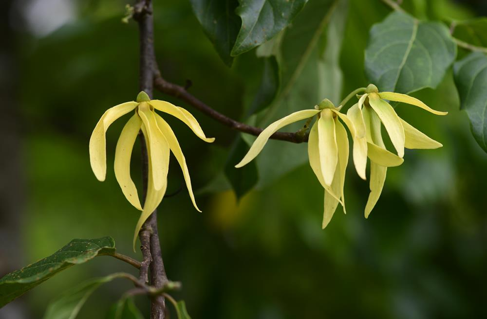 Why Is Floral Fragrance of <em>Cananga Odorata</em> So Special?