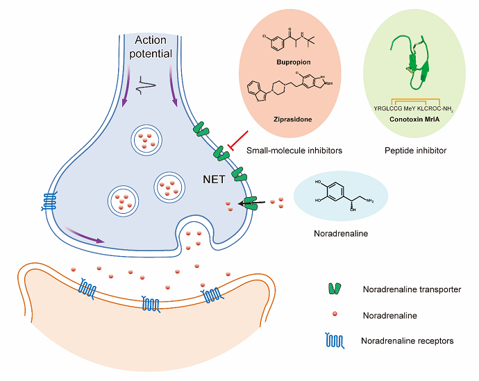 Scientists Reveal Transport Mechanism of Norepinephrine Transporter and Binding Mode of Small Molecule and Peptide Drugs