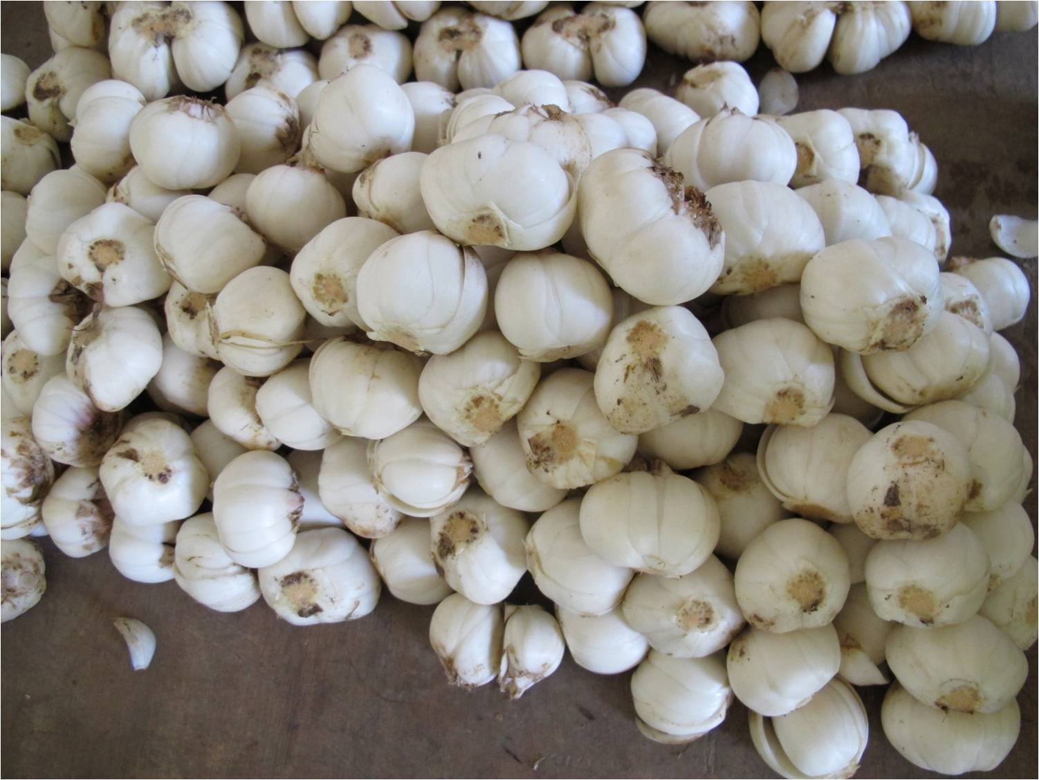 Lanzhou Lily Virus Disease Reveal Influence of Virus on Growth and Nutritional Quality