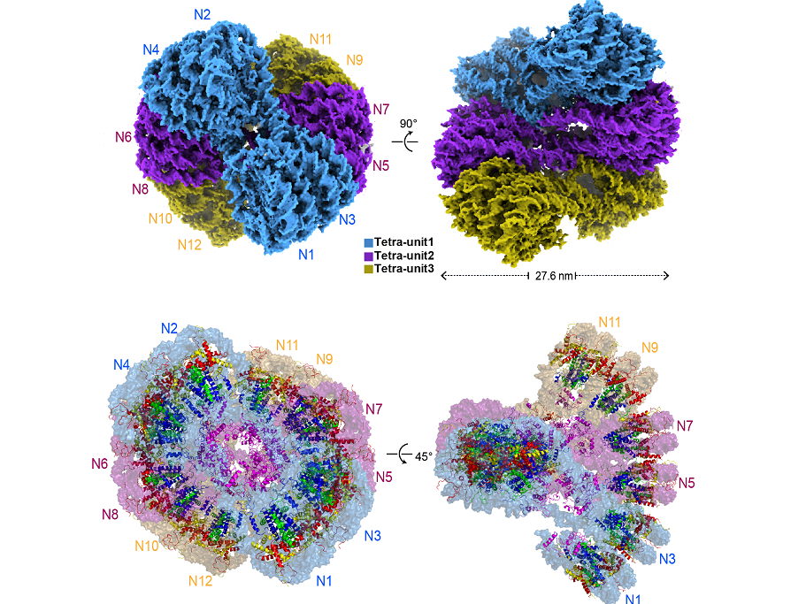 Scientists Reveal Advanced Structural Formation Mechanism of Nucleosome Binding and Chromatin Folding Mediated by Linker Histone H5