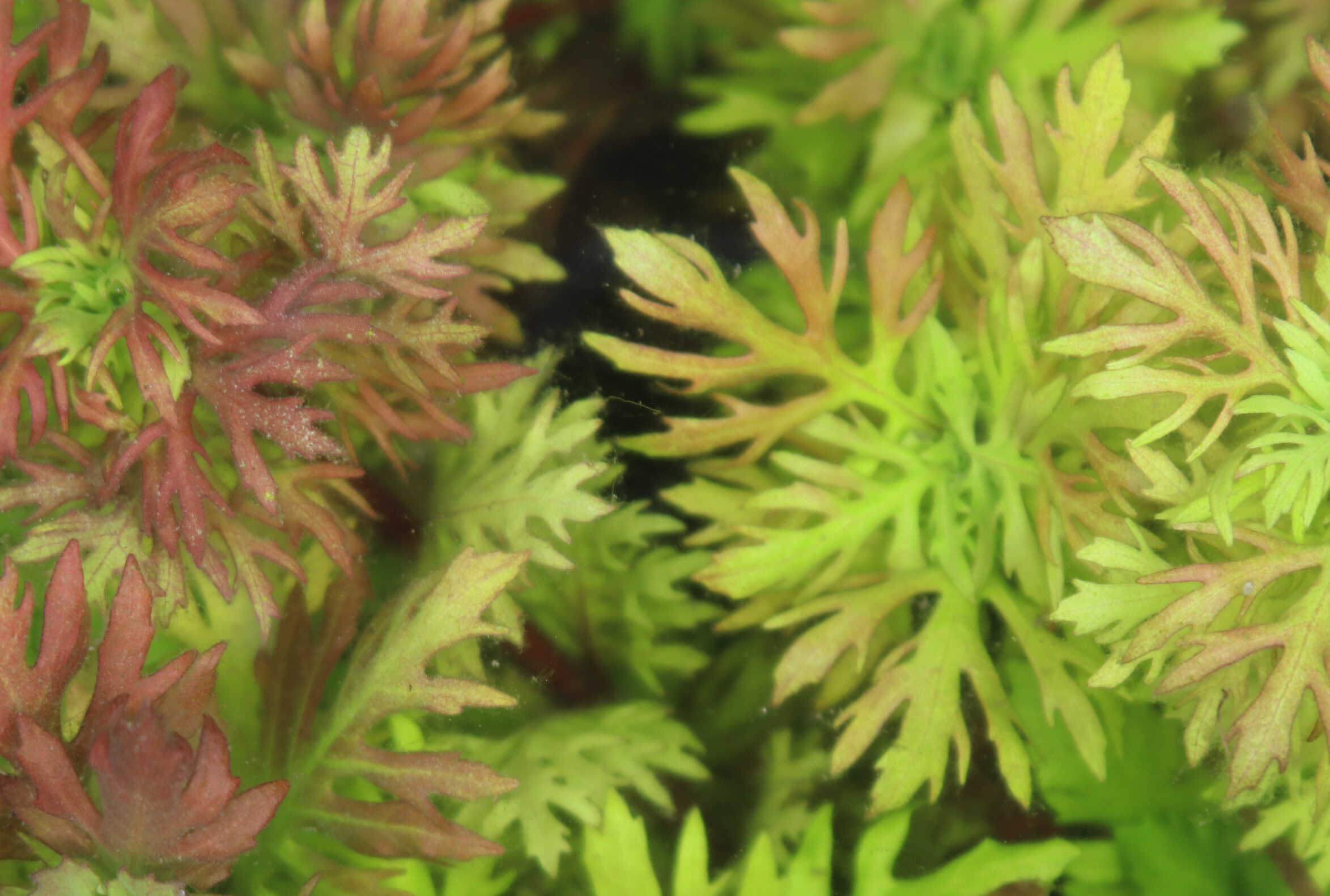 Water Wisteria Genome Reveals Environmental Adaptation and Heterophylly Regulation in Amphibious Plants