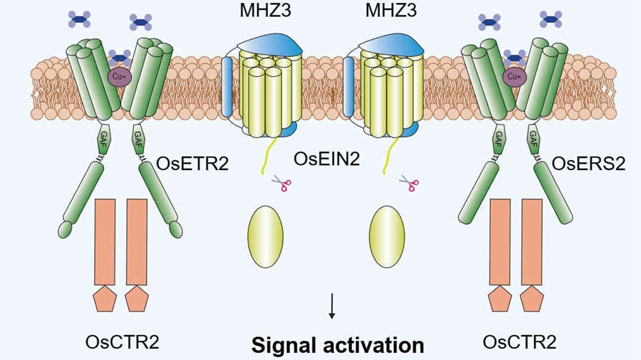Research Unravels Dual Role of Membrane Protein MHZ3 in Rice Ethylene Signal Transduction