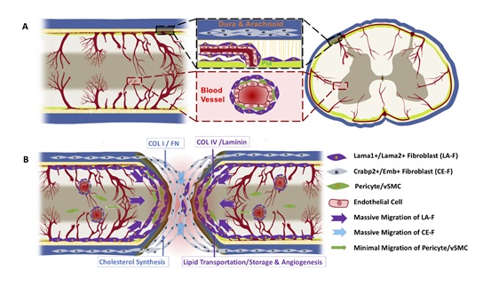 Study Reveals Heterogeneity in Fibrotic Scars after Spinal Cord Injury