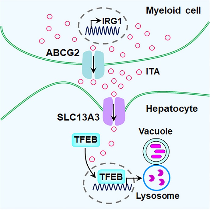 SLC13A3-Mediated Intracellular Transport of Itaconate Enhances Antimicrobial Innate Immunity in Hepatocytes