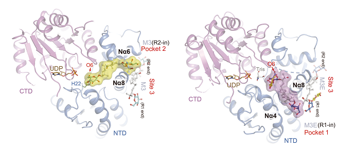 Researchers Reveal Structure and Catalytic Properties of Glycosyltransferase SgUGT94-289-3 from Monk Fruit