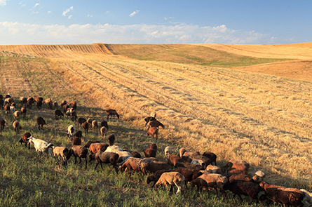 Study Unveils Shifting Influence of El Niño on Central Asia's Rainfall